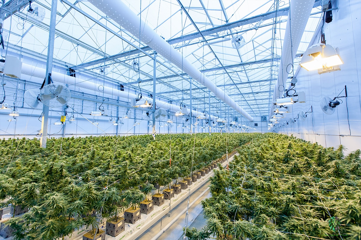 gov-reg-db Indoor greenhouse growing cannabis