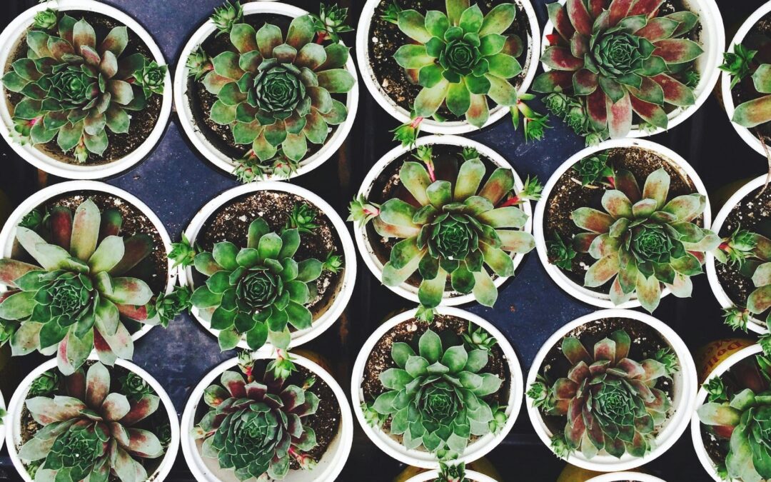 Garden Center Inventory Management Best Practices